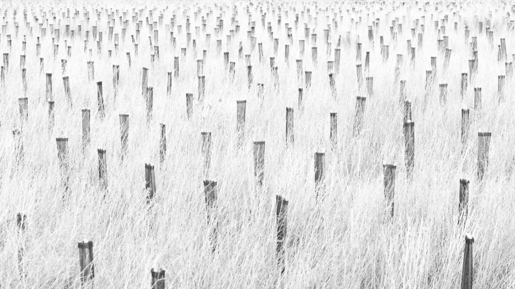 Plantations en herbes - Richard Lecaille
